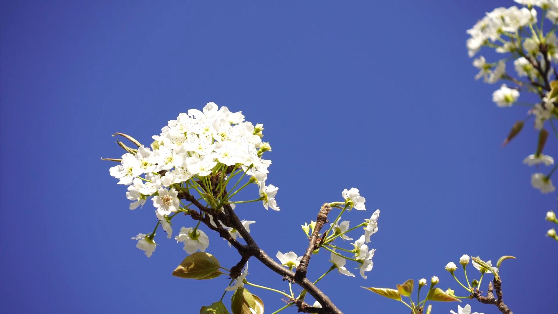 马缨花6.jpg