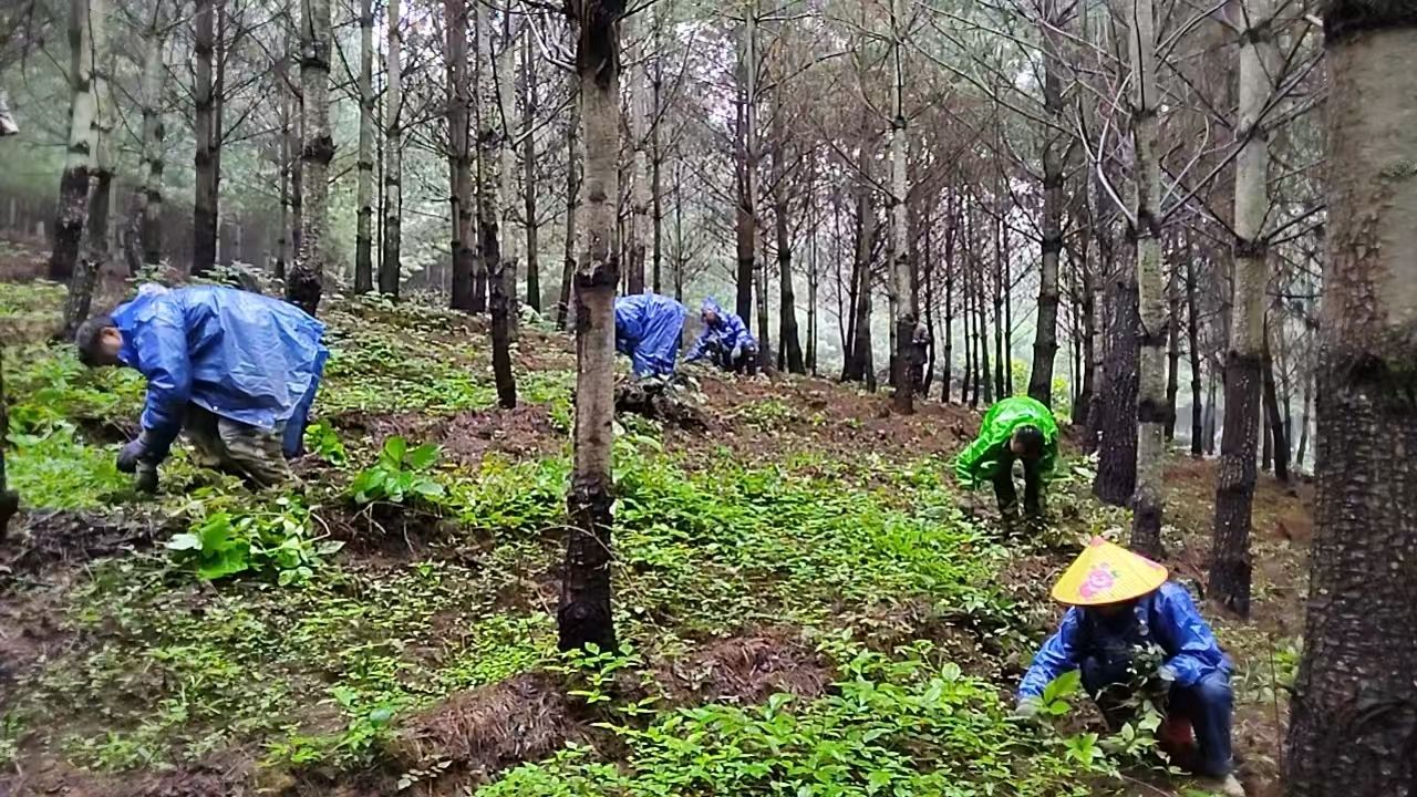 永仁县国有林场组织干部职工开展麦冬田间管护活动