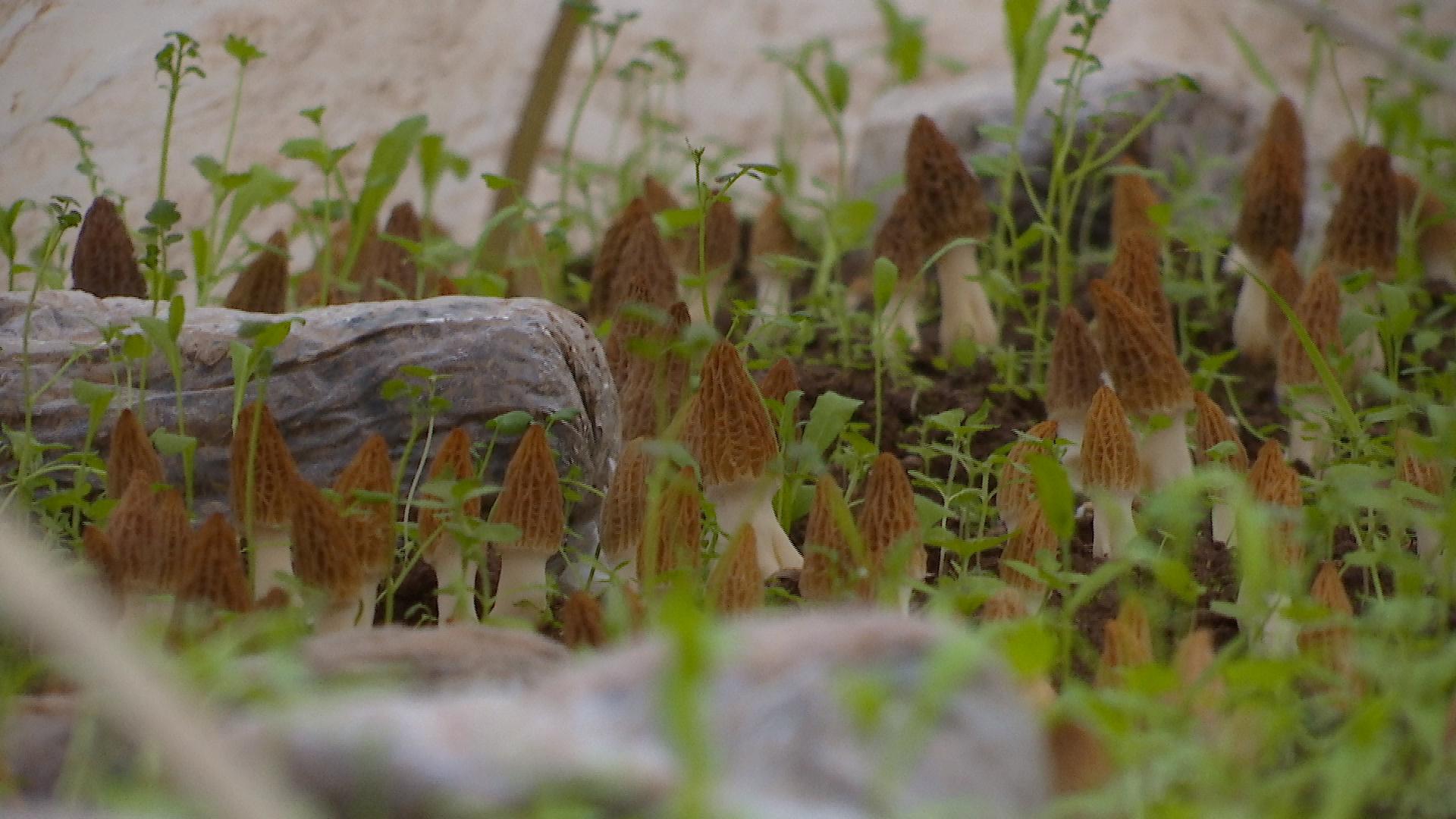 马缨花5.jpg