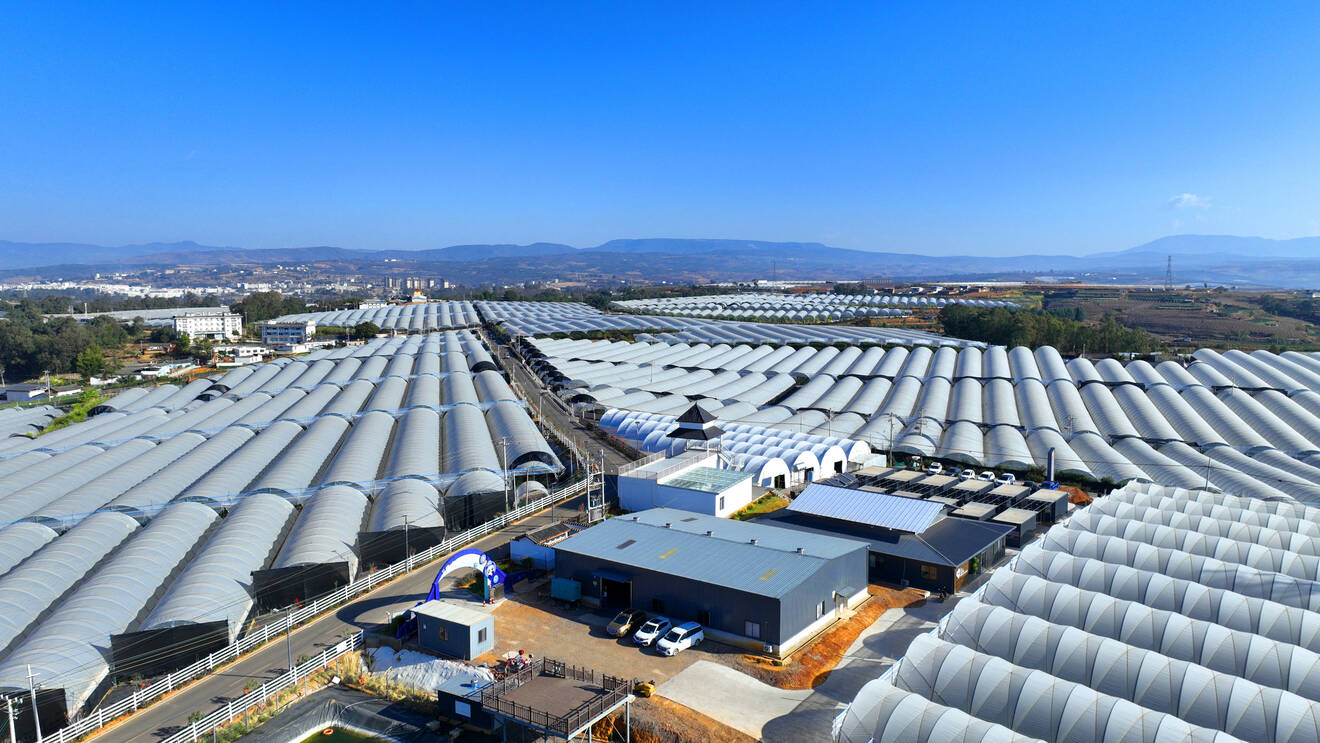 蓝莓基地.jpg 蓝莓基地.jpg