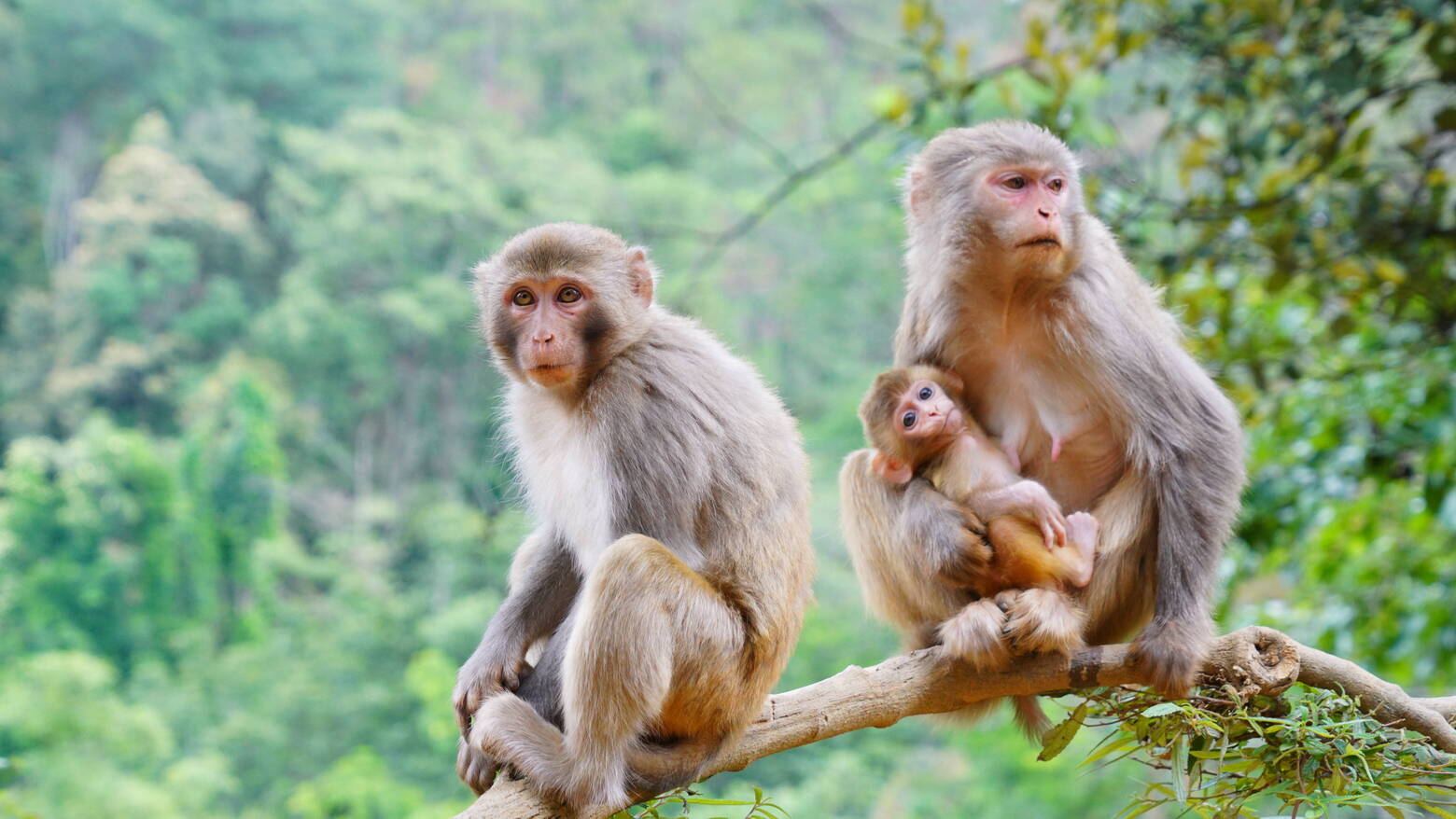 复制图片 复制图片