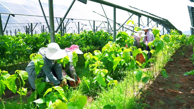 板下种桑8.jpg 板下种桑8.jpg