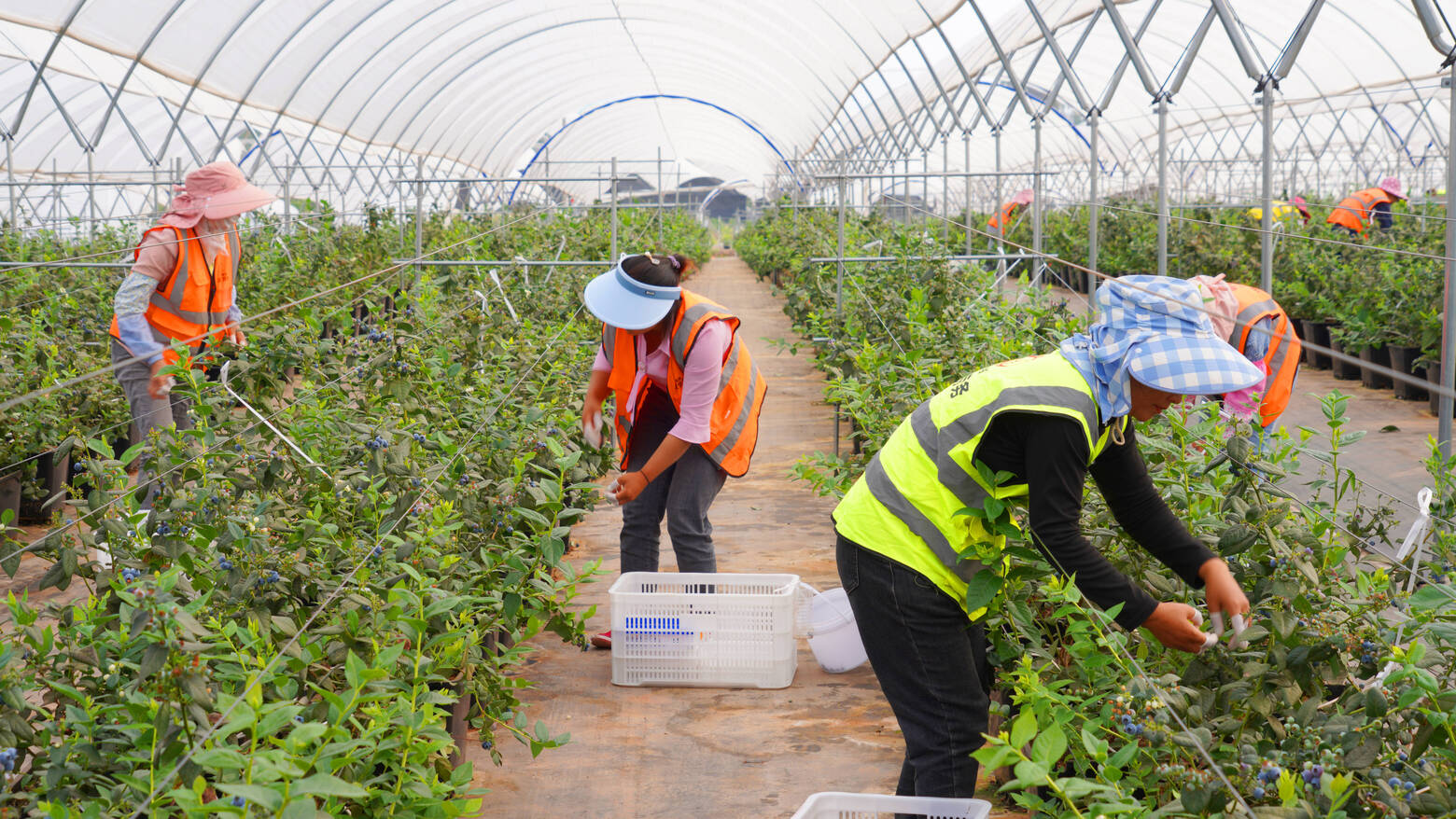 蓝莓 (17).jpg 蓝莓 (17).jpg