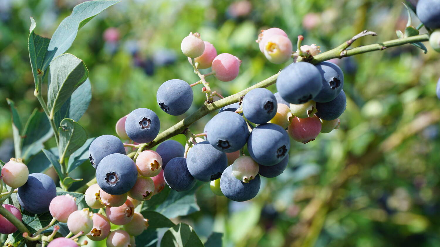 蓝莓.JPG 蓝莓.JPG