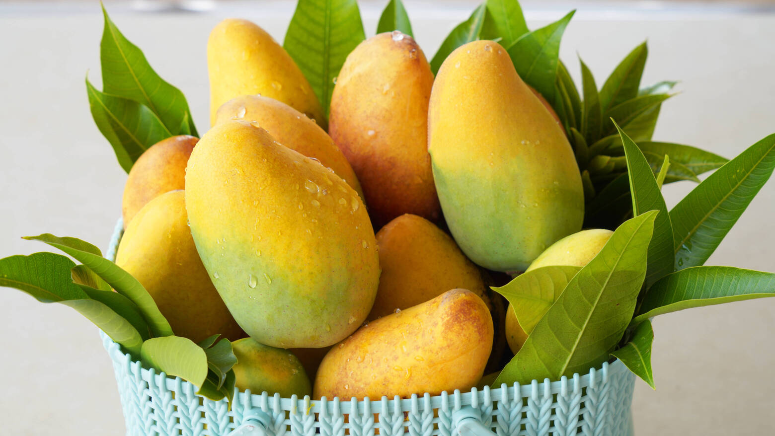 芒果 (3).jpg 芒果 (3).jpg