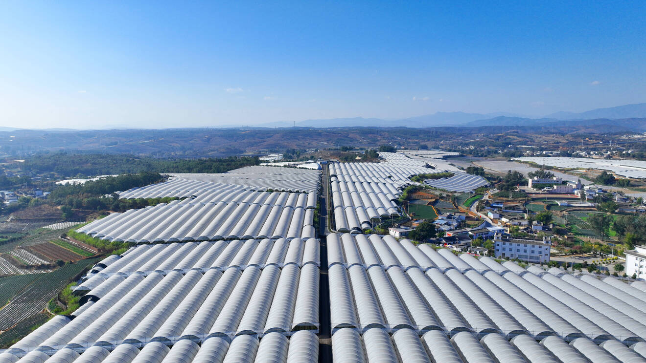 蓝莓 (12).jpg 蓝莓 (12).jpg