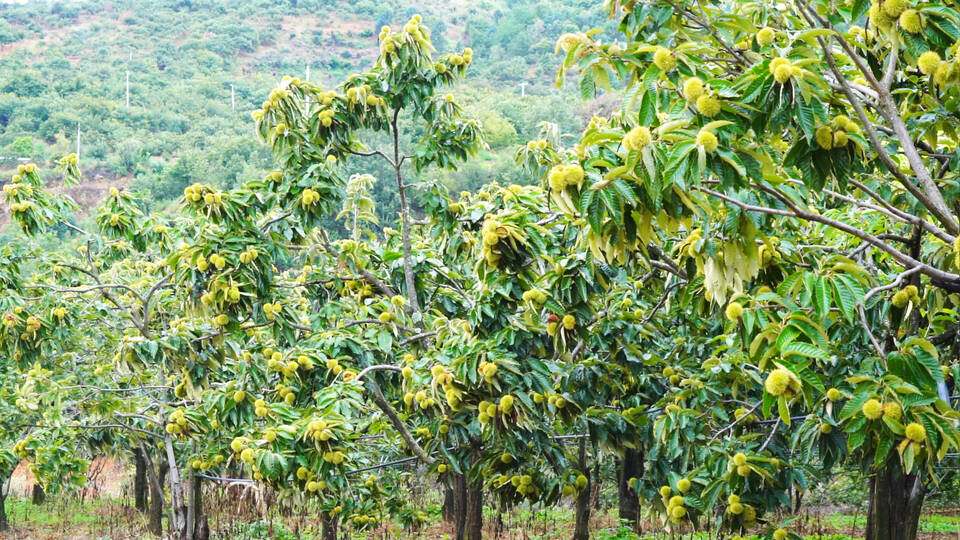 板栗笑开口农民迎丰收 (1).jpg 板栗笑开口农民迎丰收 (1).jpg