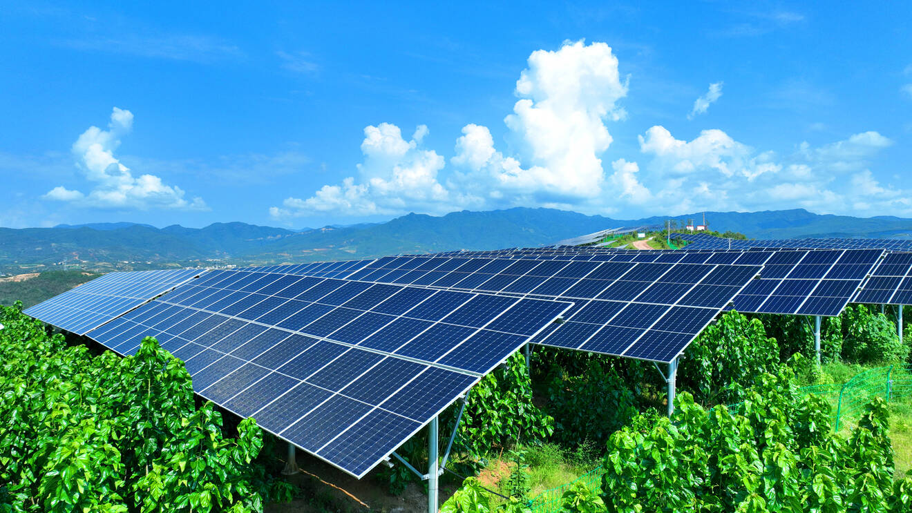 维的乡立竜板下种桑2024年8月20日摄 (1).jpg 维的乡立竜板下种桑2024年8月20日摄 (1).jpg