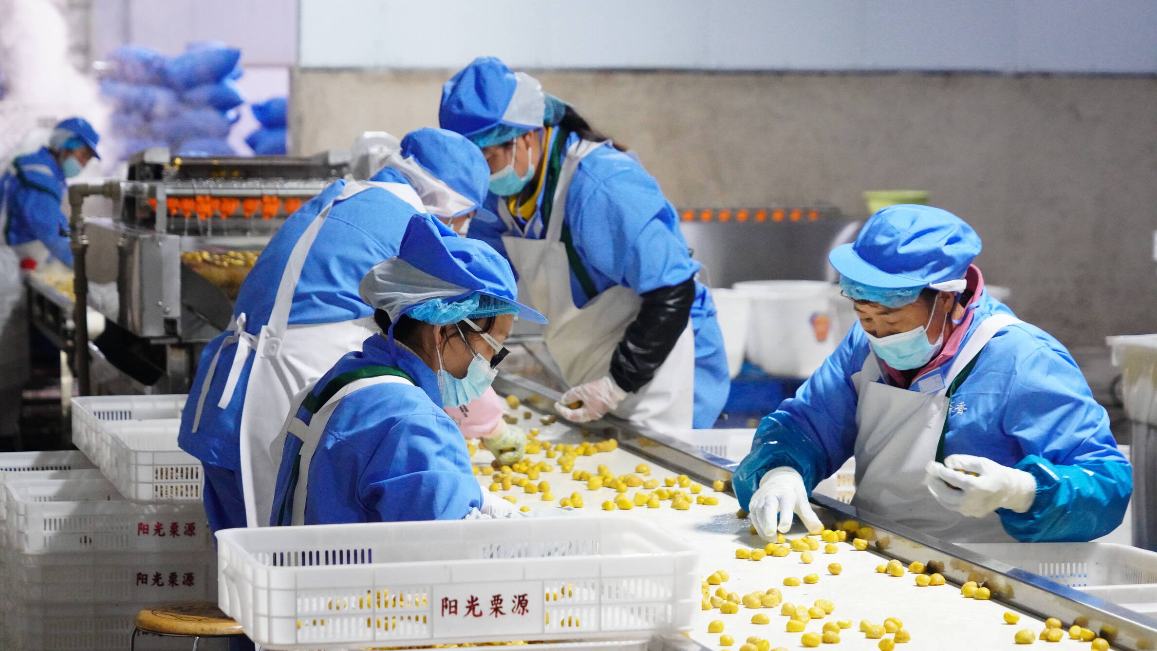 板栗仁 (1).JPG 板栗仁 (1).JPG