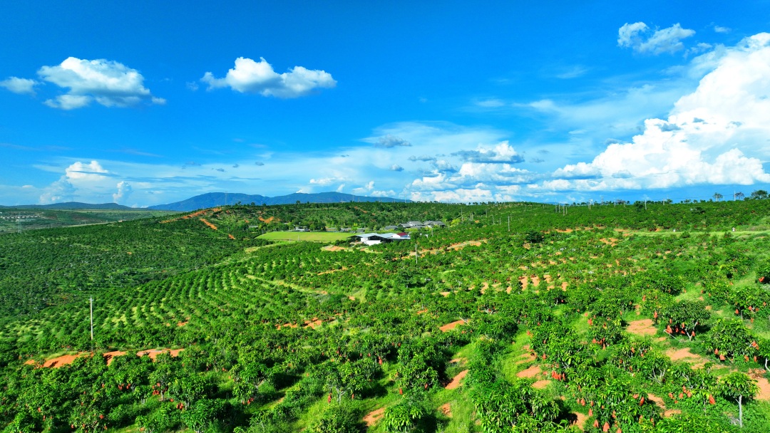 芒果.jpg 芒果.jpg